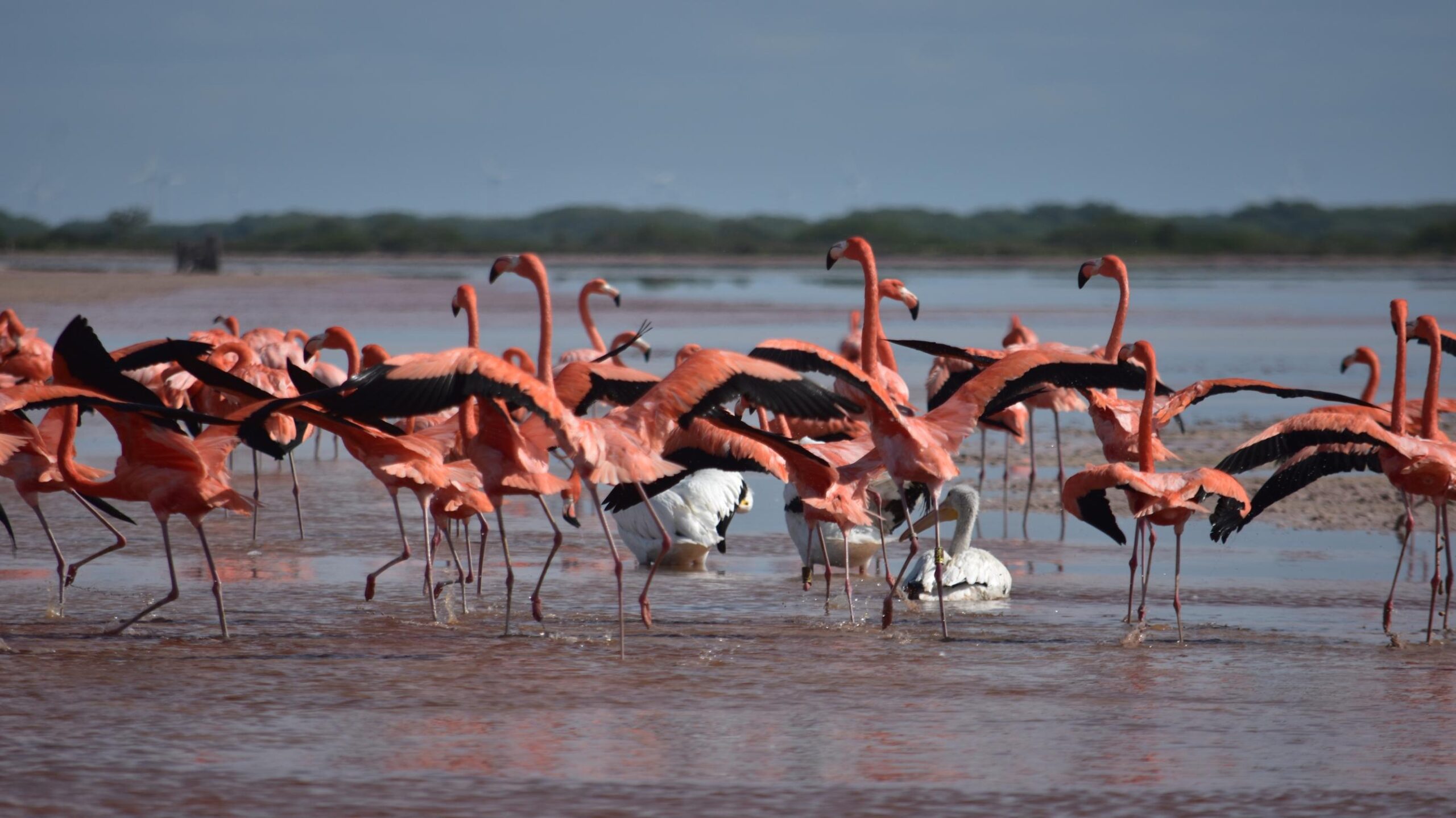 Fauna San Crisanto
